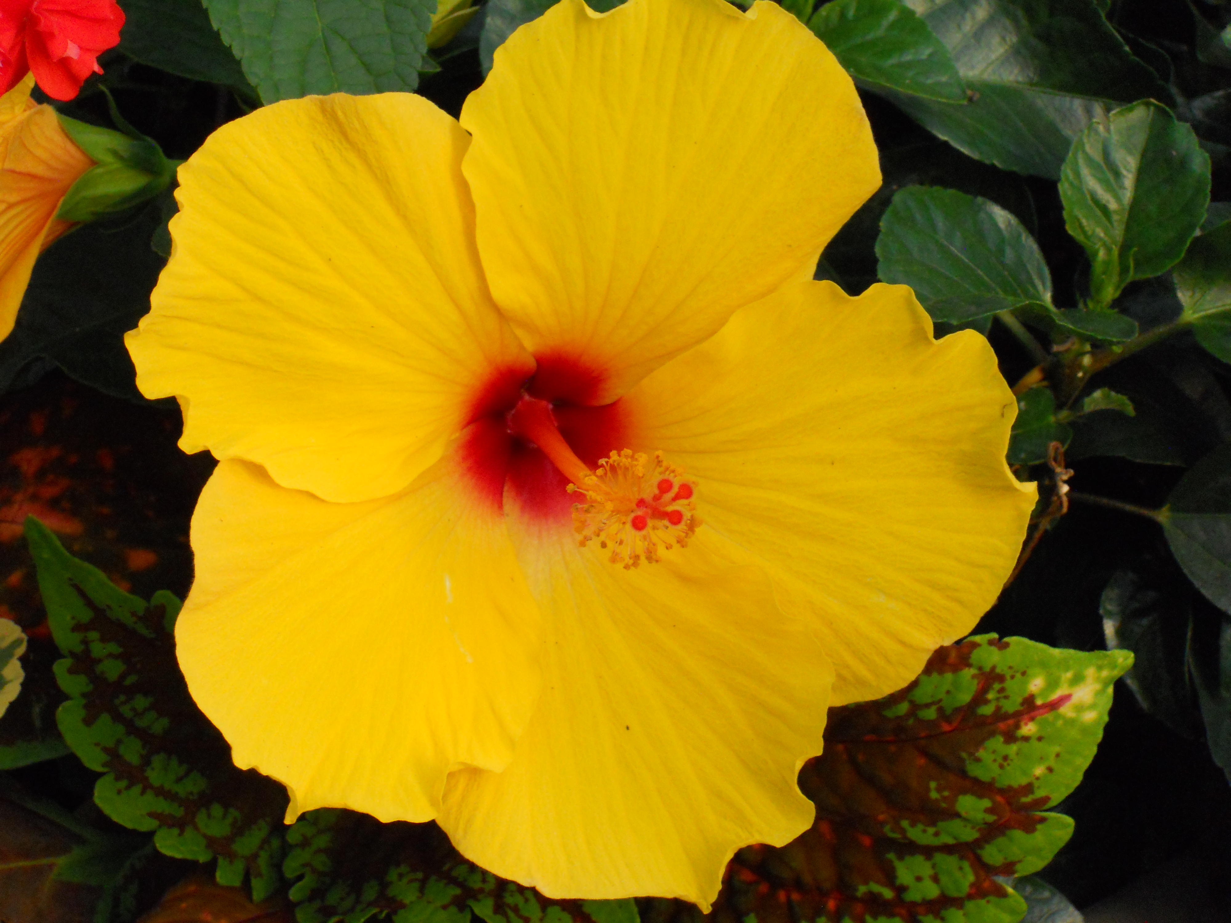 New This Spring Capogna Flowers