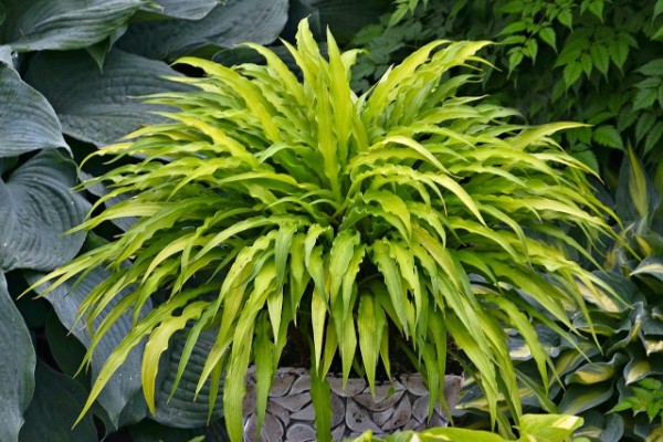 Hosta of the Year: ‘Curly Fries’